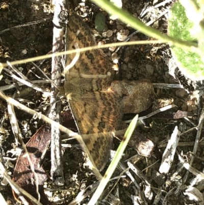 Scopula rubraria (Reddish Wave, Plantain Moth) at Cotter River, ACT - 22 Feb 2020 by Jubeyjubes