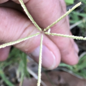 Cynodon dactylon at Aranda, ACT - 21 Feb 2020