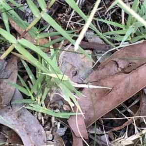 Cynodon dactylon at Aranda, ACT - 21 Feb 2020