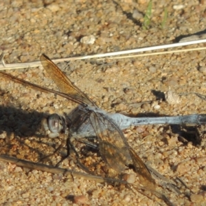 Orthetrum caledonicum at Tuggeranong DC, ACT - 20 Feb 2020