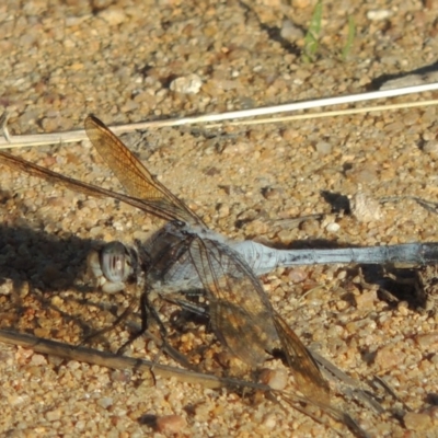 Orthetrum caledonicum (Blue Skimmer) at Tuggeranong DC, ACT - 20 Feb 2020 by MichaelBedingfield