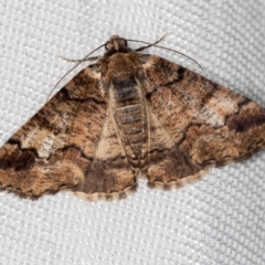 Cryphaea xylina (Woodland Geometrid) at Melba, ACT - 4 Jan 2018 by Bron