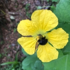 Xylocopa sp. at Doonan, QLD - 23 Jan 2020 by JBudgie