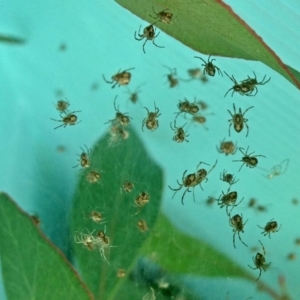 Theridiidae (family) at QPRC LGA - 23 Feb 2020 07:57 AM