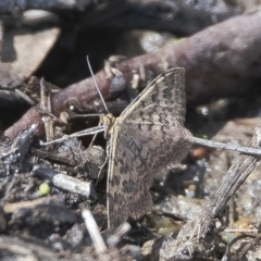 Scopula rubraria (Reddish Wave, Plantain Moth) at Googong, NSW - 23 Feb 2020 by WHall