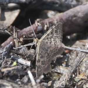 Scopula rubraria at Googong, NSW - 23 Feb 2020