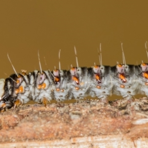 Cryptophasa irrorata at Melba, ACT - 7 Jun 2018