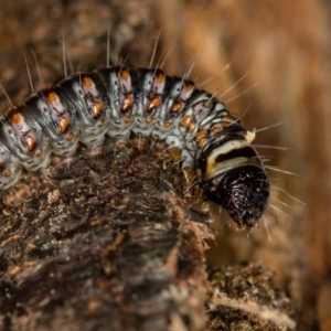 Cryptophasa irrorata at Melba, ACT - 7 Jun 2018