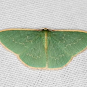 Chlorocoma dichloraria at Hackett, ACT - 24 Jan 2018