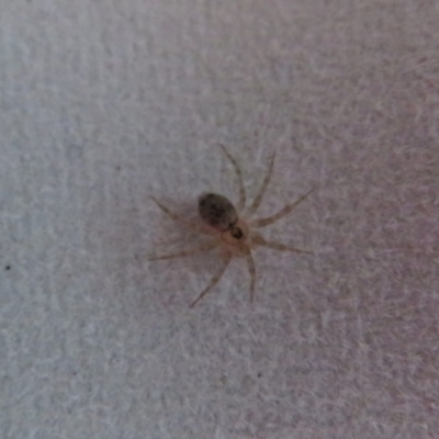 Oecobius sp. (genus) (Wall spider) at Flynn, ACT - 22 Feb 2020 by Christine
