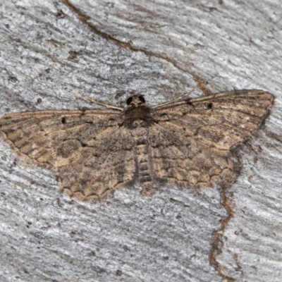 Psilosticha pristis (Little Brown Bark Moth) at Hackett, ACT - 24 Jan 2018 by Bron