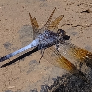 Orthetrum caledonicum at Melba, ACT - 24 Feb 2020