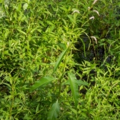 Persicaria lapathifolia (Pale Knotweed) at Paddys River, ACT - 23 Feb 2020 by Thommo17