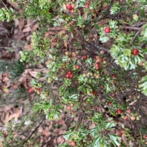 Acrothamnus hookeri at Jinden, NSW - 23 Feb 2020