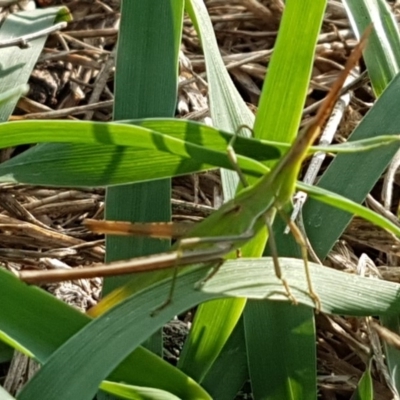 Acrida conica (Giant green slantface) at Molonglo River Reserve - 22 Feb 2020 by tpreston