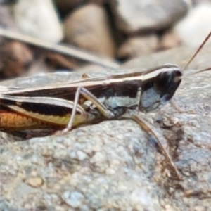 Macrotona australis at Molonglo River Reserve - 22 Feb 2020 05:52 PM