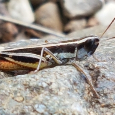 Macrotona australis (Common Macrotona Grasshopper) at Denman Prospect, ACT - 22 Feb 2020 by trevorpreston