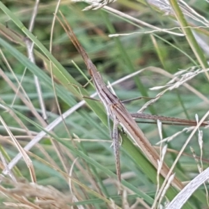 Acrida conica at Molonglo River Reserve - 22 Feb 2020