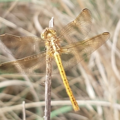 Diplacodes bipunctata (Wandering Percher) at Molonglo River Reserve - 22 Feb 2020 by tpreston