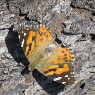 Vanessa kershawi (Australian Painted Lady) at Paddys River, ACT - 24 Feb 2020 by SandraH