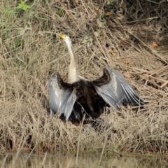 Anhinga novaehollandiae (Australasian Darter) at Burradoo, NSW - 23 Feb 2020 by Snowflake