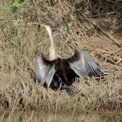 Anhinga novaehollandiae (Australasian Darter) at Burradoo, NSW - 23 Feb 2020 by Snowflake