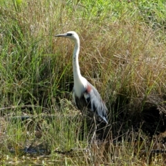 Ardea pacifica (White-necked Heron) at Burradoo, NSW - 23 Feb 2020 by Snowflake