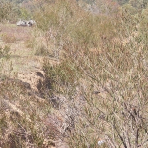 Acacia dawsonii at Majura, ACT - 16 Feb 2007