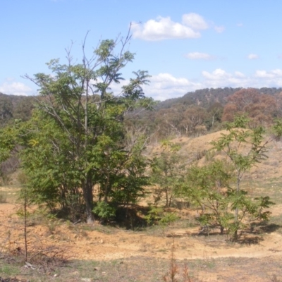 Ailanthus altissima (Tree-of-Heaven) at Majura, ACT - 16 Feb 2007 by MichaelMulvaney