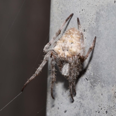 Socca pustulosa (Knobbled Orbweaver) at Evatt, ACT - 23 Feb 2020 by TimL