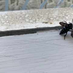 Thyreus sp. (genus) (Cuckoo bee) at Cunjurong Point, NSW - 24 Feb 2020 by Tanya