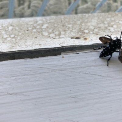 Thyreus sp. (genus) (Cuckoo bee) at Cunjurong Point, NSW - 24 Feb 2020 by Tanya