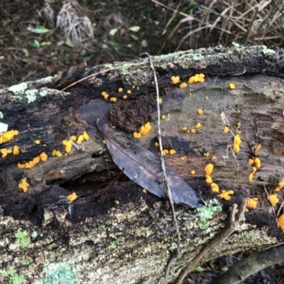 Dacryopinax spathularia (Dacryopinax spathularia) at Cunjurong Point, NSW - 12 Feb 2020 by Tanya