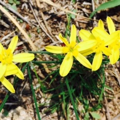 Tricoryne elatior (Yellow Rush Lily) at Molonglo Valley, ACT - 23 Feb 2020 by RWPurdie