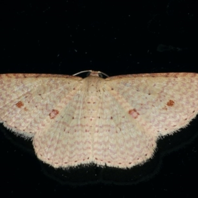 Epicyme rubropunctaria (Red-spotted Delicate) at Ainslie, ACT - 18 Feb 2020 by jb2602