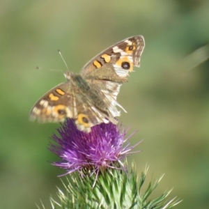 Junonia villida at Paddys River, ACT - 24 Feb 2020