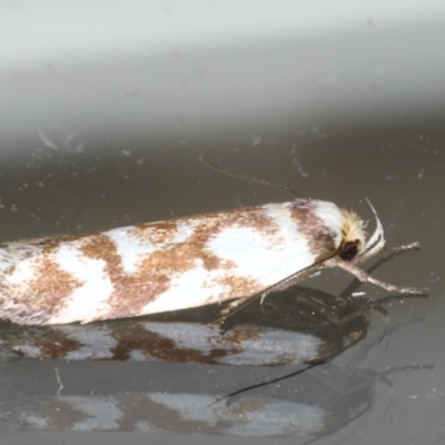 Palimmeces habrophanes (A Concealer moth) at Ainslie, ACT - 18 Feb 2020 by jb2602