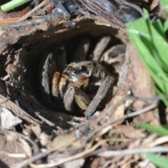 Lycosidae (family) (Unidentified wolf spider) at Surf Beach, NSW - 27 Feb 2020 by LyndalT