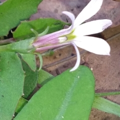 Lobelia purpurascens (White Root) at Surf Beach, NSW - 21 Feb 2020 by LyndalT