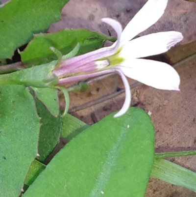 Lobelia purpurascens (White Root) at Surf Beach, NSW - 21 Feb 2020 by LyndalT