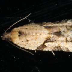 Merophyas therina (a Tortrix Moth) at Ainslie, ACT - 18 Feb 2020 by jb2602