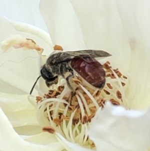 Lasioglossum (Parasphecodes) sp. (genus & subgenus) at Aranda, ACT - 24 Feb 2020