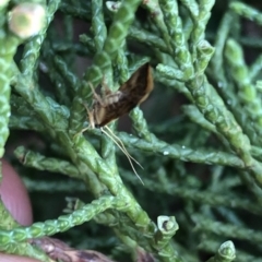 Crocanthes glycina (Lecithoceridae) at Aranda, ACT - 24 Feb 2020 by Jubeyjubes