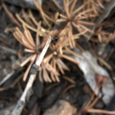 Tiphiidae (family) (Unidentified Smooth flower wasp) at Aranda, ACT - 24 Feb 2020 by Jubeyjubes