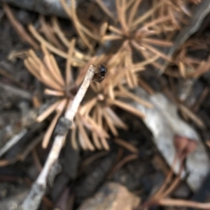 Tiphiidae (family) at Aranda, ACT - 24 Feb 2020