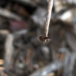 Tiphiidae (family) at Aranda, ACT - 24 Feb 2020