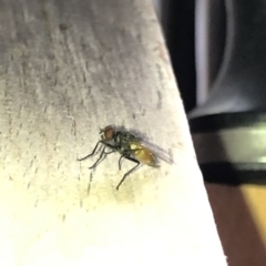 Musca vetustissima (Bush Fly) at Aranda, ACT - 24 Feb 2020 by Jubeyjubes