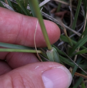 Sporobolus sp. at Aranda, ACT - 24 Feb 2020