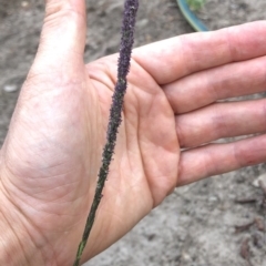 Sporobolus sp. at Aranda, ACT - 24 Feb 2020