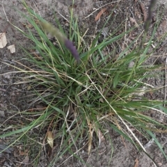 Sporobolus sp. at Aranda, ACT - 24 Feb 2020